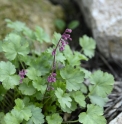 Heuchera pulchella 