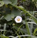 Hibiscus taiwanensis CMBTW1717