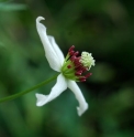 Clematis ispahanica 