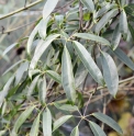 Holboellia 'Les Avettes' (linearifolia x grandiflora)