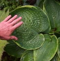 Hosta 'Beauty Substance'