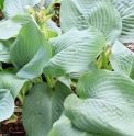 Hosta 'Devon Giant'