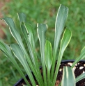 Hosta longissima 'Akikaze'