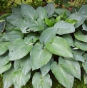 Hosta 'Snowden'