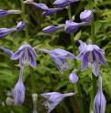 Hosta ventricosa