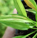 Hosta kikutii var.polyneuron 'Yoshino Gawa'