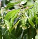 Huodendron biaristatum