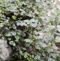 Hydrangea petiolaris var.cordifolia