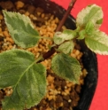 Hydrangea petiolaris 'Du Jardin d'Inuko'