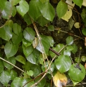 Hydrangea petiolaris 'Tiliaefolia'