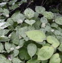 Hydrangea serrata 'Yama Ajisai'
