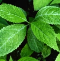 Hydrangea serrata 'Kougetsu'