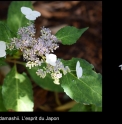 Hydrangea serrata 'O Amacha Nishiki'