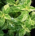 Hydrangea serrata 'Fuji Snowstorm'