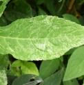 Hydrangea serrata 'Yahiko'