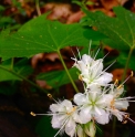 Hydrophyllum canadense
