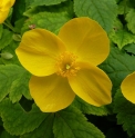Hylomecon japonica