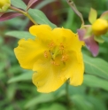 Hypericum choisianum TDA231