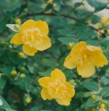 Hypericum hookerianum KR7712