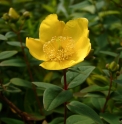 Hypericum oblongifolium IN4775