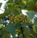 Idesia polycarpa KR4700