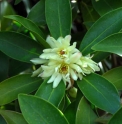 Illicium anisatum