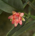 Illicium henryi