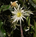 Illicium jiadifengpi