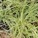 Carex oshimensis 'Evergold'