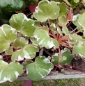 Saxifraga stolonifera 'Gosho Guruma' ('Tricolor')