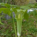 Arisaema amurense