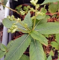 Impatiens omeiana 'Silver Leaves'