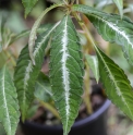 Impatiens omeiana 'Silver Striped'