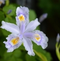 Iris confusa 