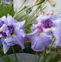 Iris ensata 'Fujino Kasane'