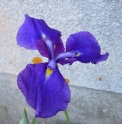Iris ensata 'Good Omen'