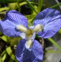 Iris ensata 'Hatsukurenai'
