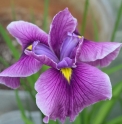 Iris ensata cv.1