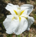 Iris ensata 'Kiri Shigure'