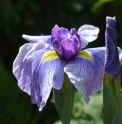 Iris ensata cv. 3