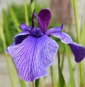 Iris ensata 'Souvenir de Nagano'