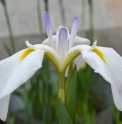 Iris ensata 'Tsumabeni'
