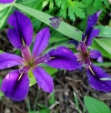 Iris giganticaerulea