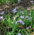 Iris gracilipes