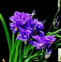 Iris gracilipes 'Plenum' ('Double flower')