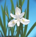 Iris gracilipes 'white form'