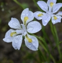 Iris henryi