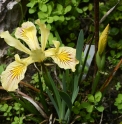 Iris innominata 