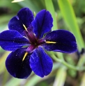 Iris louisiana 'Black Gamecock'