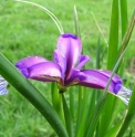 Iris pontica